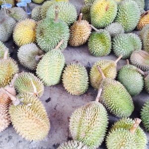 Batam Durian Buffet Package 2